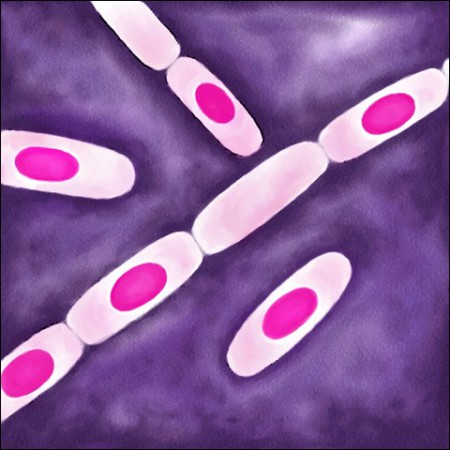 Bacillus cereus