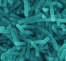 Listeria
