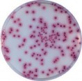 Salmonella