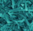 Listeria